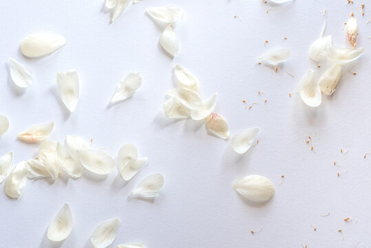 Spring aesthetic floral background, beautiful peons petals