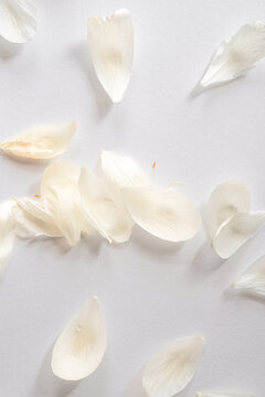 Spring aesthetic floral background, beautiful peons petals
