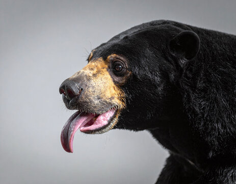 Captivating closeup portrait of a Malayan sun bear showing its long, distinctive tongue. Ideal for wildlife conservation, educational media, or nature prints with a studiolit aesthetic.