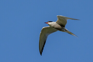 Obraz premium Flußseeschwalbe (Sterna hirundo)