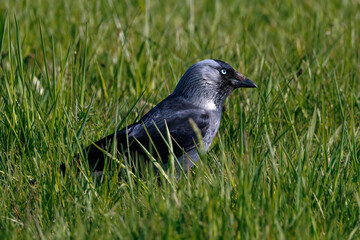 Obraz premium Dohle (Corvus monedula)