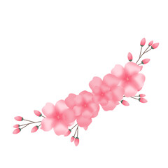 Fototapeta premium Dense sakura bouquet cluster ideal for center decoration, wedding invitations and floral compositions.