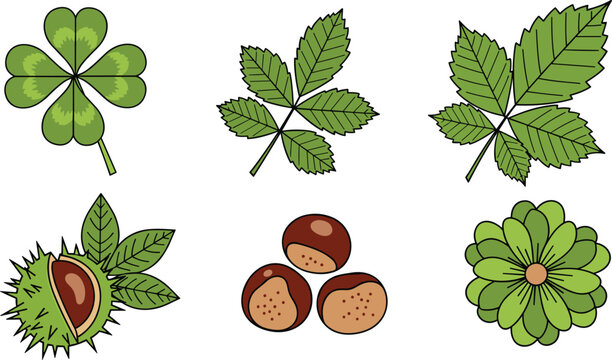 Botanical Leaves and Chestnut Vector Set Featuring Clover Leaf Horse Chestnut Leaves Flower and Seeds Flat Cartoon Nature Illustration Collection