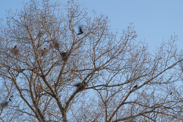 Fototapeta premium Nestlings gather on slender tree branches. Bright morning sky over busy starling nesting area. Closeup of starling congregation preparing nests beneath clear blue dawn sky