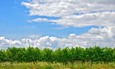Fototapeta premium blue sky with clouds above a row of green grapevines in the region forestquarter, Austria