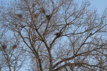 Fototapeta premium Leafless branches framing solitary nest silhouette against clear sky, calm coldblue palette, contemplative mood, subtle breeze suggested, focus on outline and form