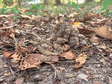 Holes in the soil of Cicadidae