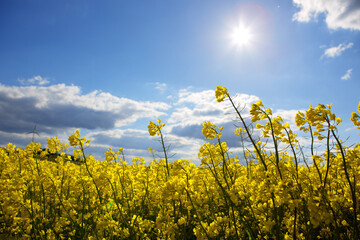 Obraz premium Yellow flowering rape field and blue sky with sunshine.