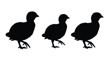 Fototapeta premium Three black silhouettes of grouse birds standing in a row against a white background
