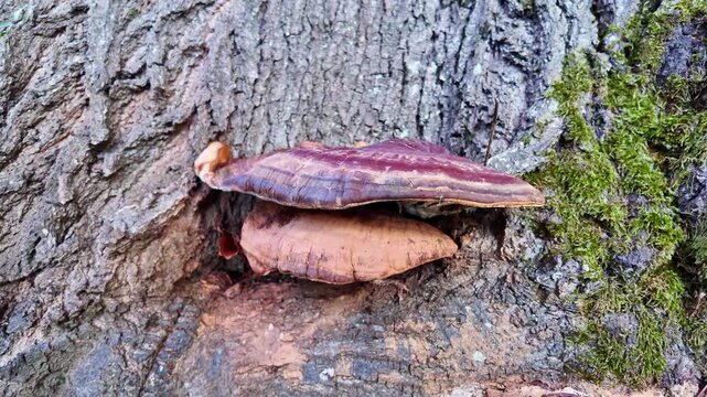 Close-up of large, colorful bracket fungi, polypore, growing on a tree trunk with moss and fallen autumn leaves