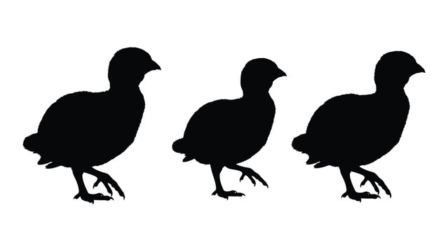 Three black silhouettes of grouse birds standing in a row against a white background