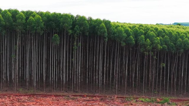Aerial view of a dense plantation featuring rows of slender trees with lush green canopies, contrasting with the reddish-brown earth below, White River, South Africa.