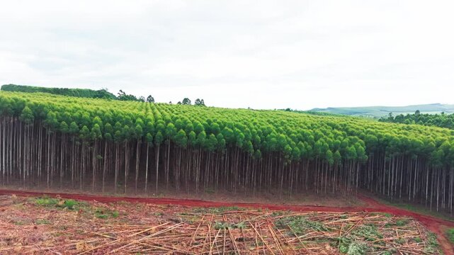 Aerial view of dense green trees contrasting with the reddish-brown soil and scattered logs after deforestation, White River, Mpumalanga, South Africa.