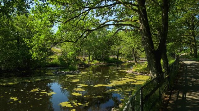 Ground-level forward walk along fenced park path reveals a tranquil lily pad pond beneath arching oak canopy in Slottsskogen city park Gothenburg