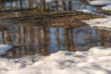 Obraz premium Ice melts away. Frozen water reveals peaceful woodland. Thawing ice unveils serene forest reflecting pools. Snow melting uncovers calm water bodies and forest ground surfaces