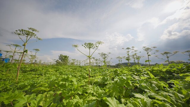 Giant hogweed plants growing in a field with a city skyline in the background
