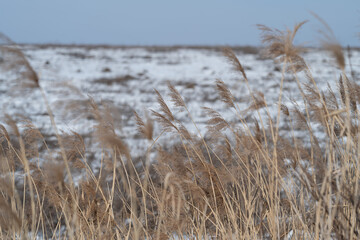 Naklejka premium Open field of dry reeds stretching toward snowy horizon, low contrast winter light, sense of breadth and quiet resilience, useful for landscape and environmental themes