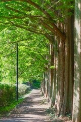 新緑の並木道と木漏れ日の遊歩道（初夏の風景・奥行きのある構図） © Mako