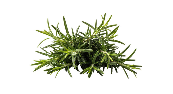 Fresh rosemary herb plant with green needlelike leaves isolated on transparent background