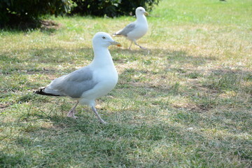 Biała mewa w parku na trawie © Marek