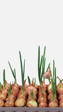 Time lapse of growing green onions (Allium cepa) from the bulbs in a container isolated on white background, vertical orientation