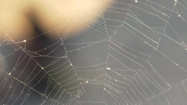 Spider web, nature, delicate, close-up of intricate web in gentle morning light