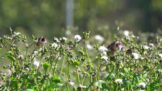 Three European Goldfinches Feeding on Wild Plant in Nature