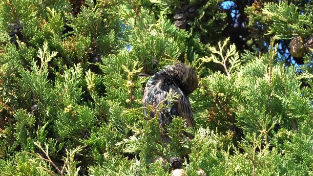 European Starling Moving on Tree Branch, Birdwatching Wildlife Video