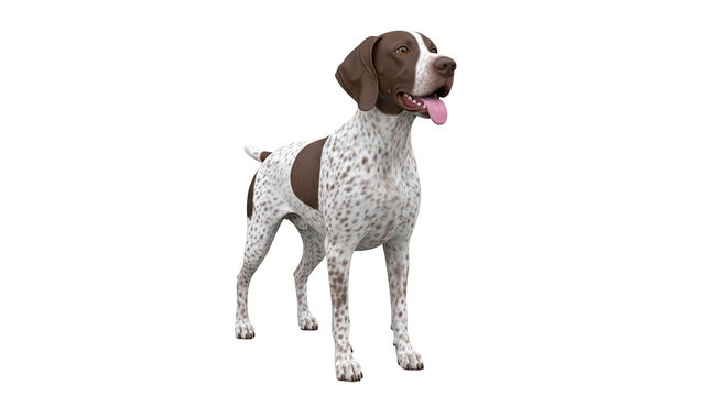 German Shorthaired Pointer Dog, 3D Render