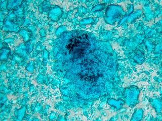 Obraz premium Micrograph of verdigris pigment with large turquoise crystal and surrounding fine granular texture under microscope, field of view approx 165 µm
