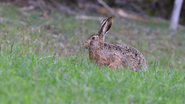 Li&egrave;vre variable mangeant de l'herbe fraiche au printemps. Vercors - Is&egrave;re.
