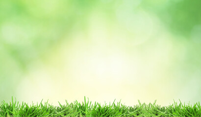 Fototapeta premium Lush spring grass against blurred green background with bokeh lights. Banner design