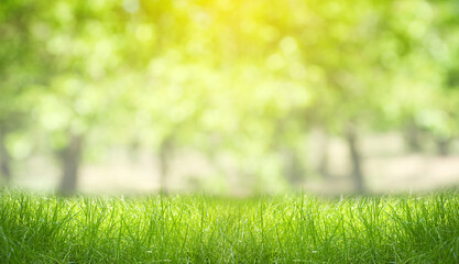 Fototapeta premium Lush green grass on sunny spring day