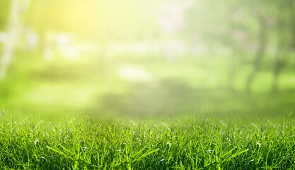 Fototapeta premium Meadow with lush green grass on sunny spring day
