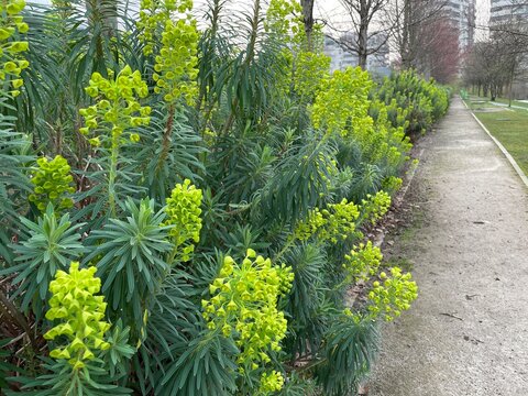 Piante di Euforbia verde , Euphorbia Characias, fotografata a Citylife a Milano, in Italia	
Inviato 17 