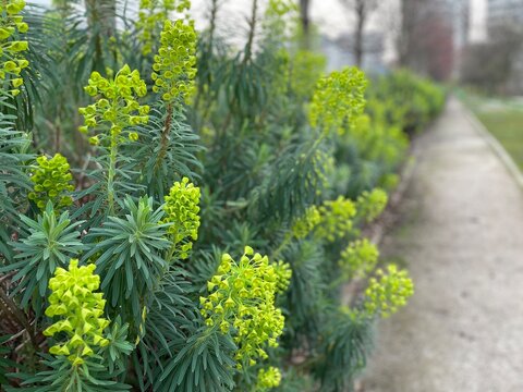 Piante di Euforbia verde , Euphorbia Characias, fotografata a Citylife a Milano, in Italia