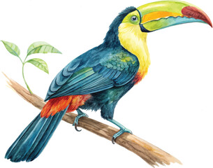 Fototapeta premium Watercolor Toucan Clipart, Vibrant Tropical Bird Illustration, Isolated on White