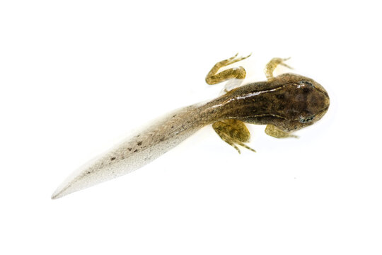 A tadpole on white, macro shot, isolated