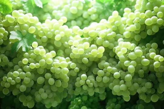 Green grapes close-up. Unripe grapes with water drops. berries