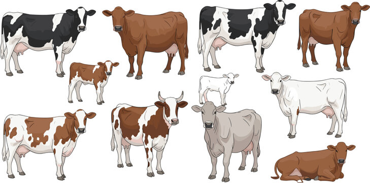 Set of detailed vector illustrations featuring various breeds of cattle, including cows and calves in different poses, isolated on a clean white background.