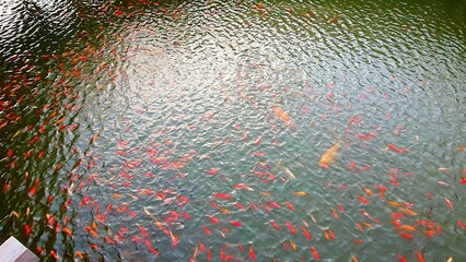 Kolorowe ryby w wodzie © Asnyko