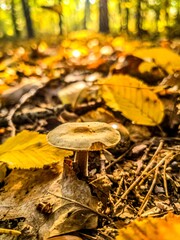 Portret grzyba między jesiennymi liśćmi  © Asnyko