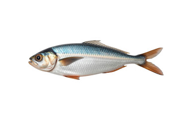 Fototapeta premium Sardine fish showcasing its body, fins, and scales