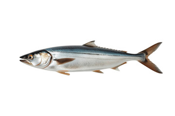 Fototapeta premium Fresh fish swimming on a transparent background