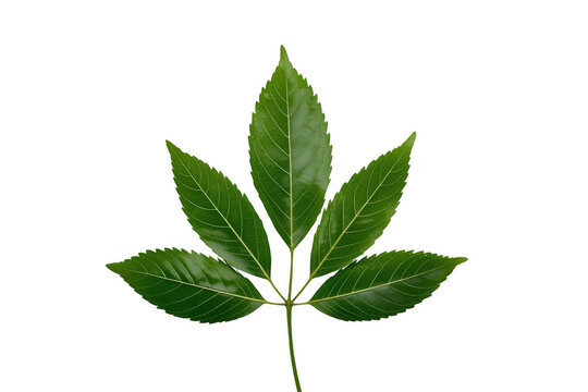 Green compound leaf with five leaflets on transparent background