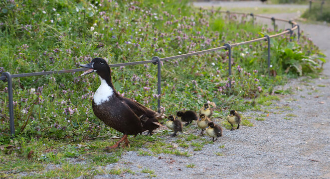 Primo piano di un'anatra con i suoi anatroccoli che passeggiano nel parco