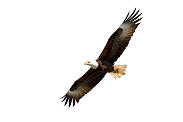 Fototapeta premium Bald eagle flying with wings spread, symbolizing freedom