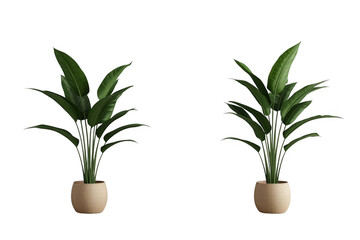 Fototapeta premium Potted bird of paradise plant set on transparent background