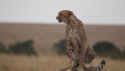 Cheetah Sitting Alert in Savanna Grassland – Wildlife Lookout Behavior © naturespy