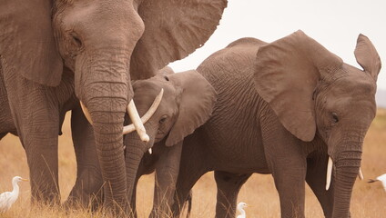 African Elephant Family with Calf in Savanna – Wildlife Parenting and Protection © naturespy